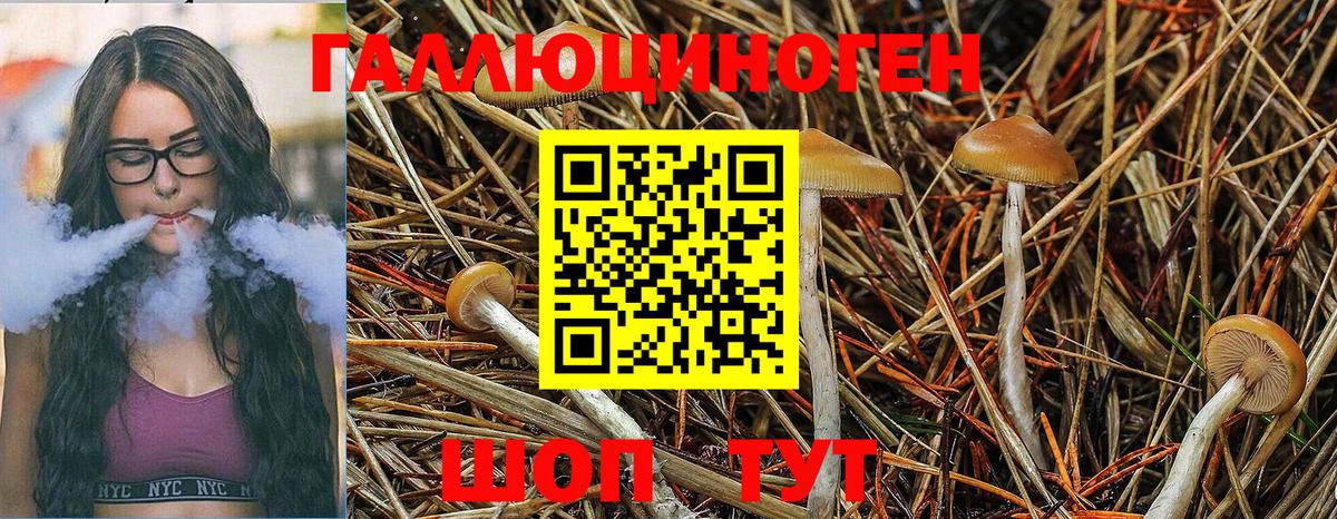 Псилоцибиновые грибы мицелий Мурино